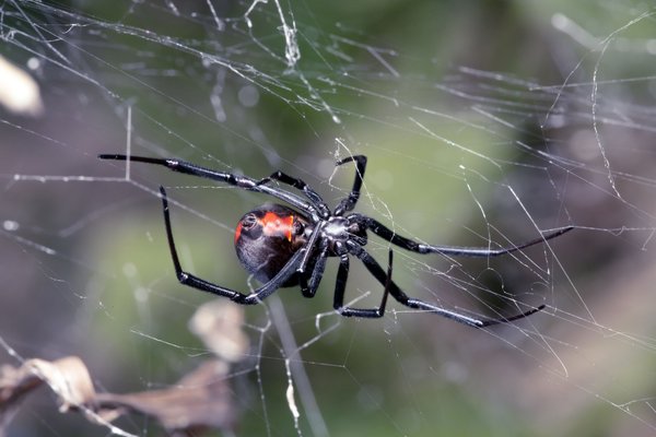 On peut voir cette bestiole dans le sud de la France et en Corse, moins virulente que d'autres sur d'autres continents, mais tout de même capable de vous poser de sérieux problèmes de santé, surtout si vous êtes allergique !