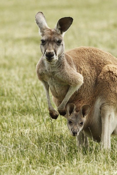Que signifie le mot "kangourou" en langue aborigène ?