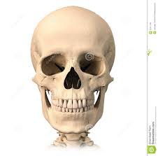 Combien y a-t-il d'os dans le crâne ?