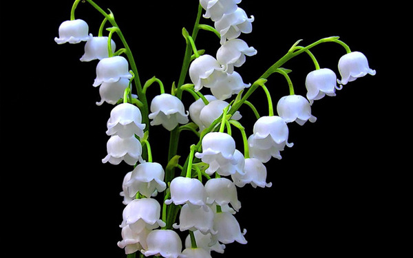 Donnez le nom usuel, le nom botanique et la famille de cette fleur :