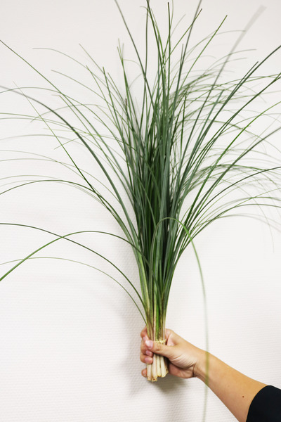 Donnez le nom usuel et le nom botanique de ce feuillage ?