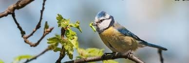 Quel oiseau est réputé pour souvent détruire les bourgeons des arbres fruitiers ?