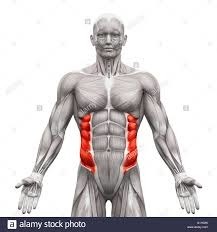 Quel est le groupe musculaire de cette image ?