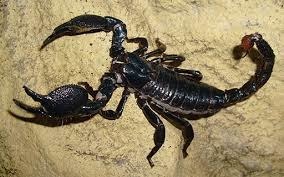 Quelle taille peut atteindre Pandinus imperator, le plus grand scorpion du monde ?