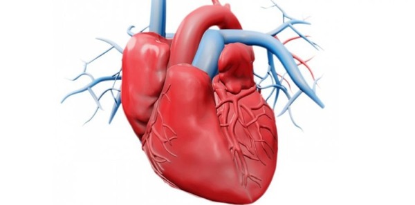 Quelle partie du coeur reçoit le sang avant de le faire passer dans le ventricule correspondant ?