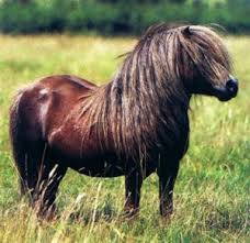 Comment appelle-t-on les poils qui représentent la crinière et la queue de ce poney ?