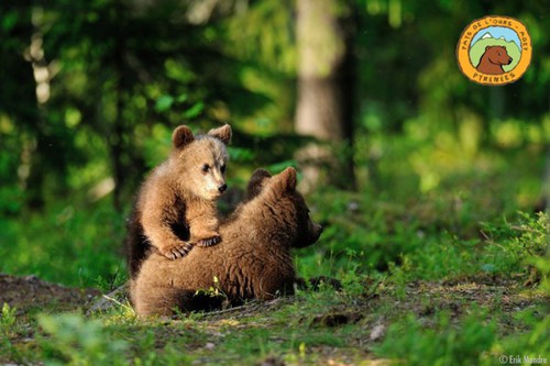Dans quelle région française a-t-on réintroduit des ours bruns ?