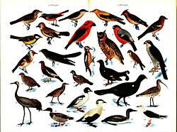 Quel est le plus grand et le plus gros des oiseaux ?