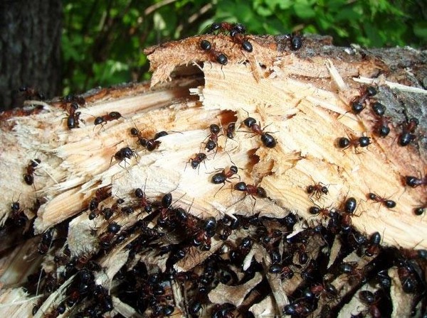 Quelles fourmis, pourtant parfois de petite taille, font leurs nids en creusant le bois ?