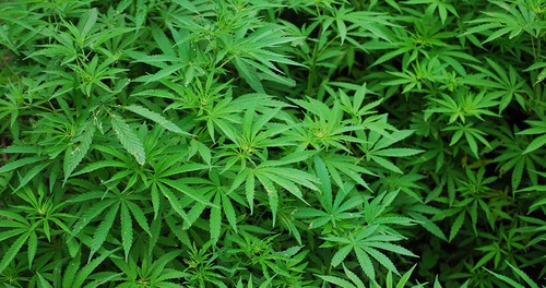 Quelle description décrit le mieux la Marijuana selon les effets ?