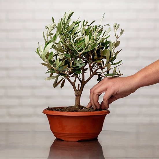 Donnez le nom usuel, le nom botanique et la famille de cette plante :