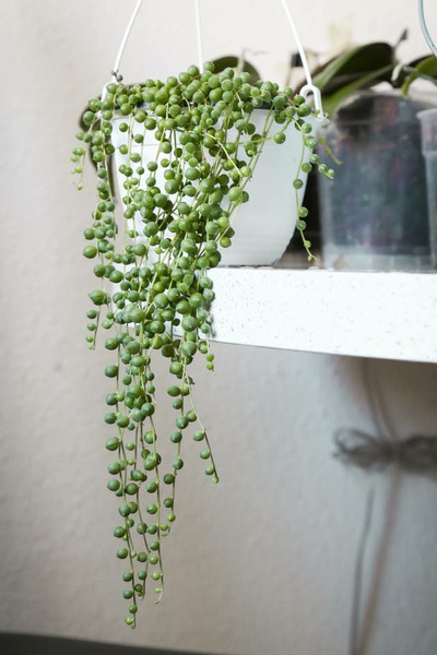 Donnez le nom usuel de cette plante ?