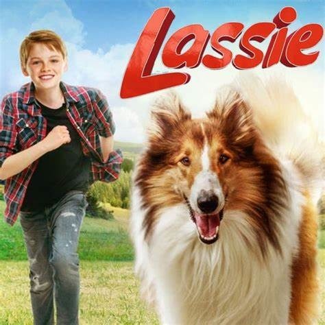 Lassie est une...