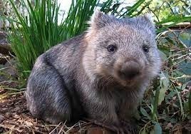 En Australie, ce marsupial fouisseur de 40 kg est parfois appelé "Bulldozer du Bush" :