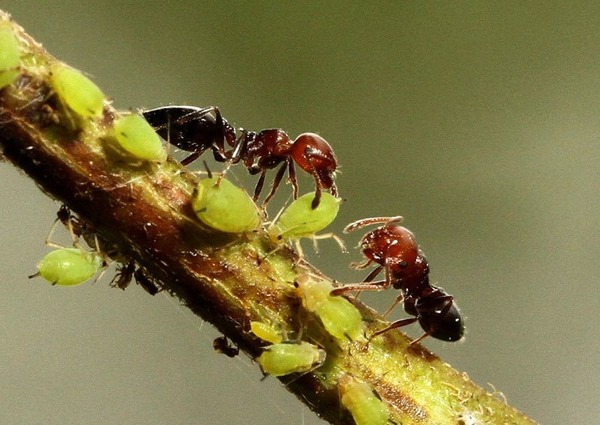 Pourquoi les fourmis défendent-elles les pucerons ?