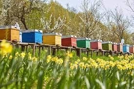 Comment appelle-t-on l'ensemble des ruches d'un apiculteur ?