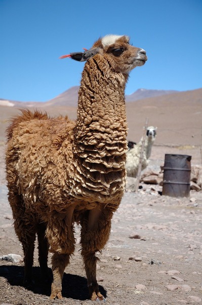 Quel est le nom scientifique du lama ?