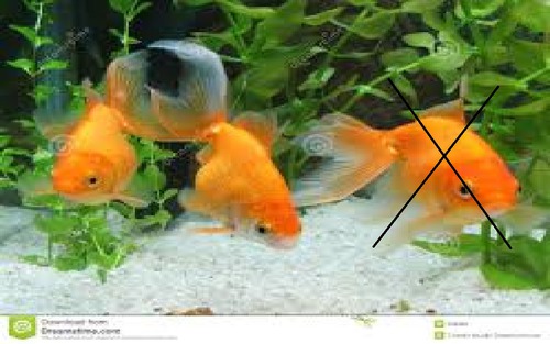 Trois poissons sont dans un aquarium. L'un meurt. Combien en restent-ils ?