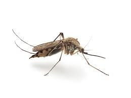 Chaque année le moustique est responsable du décès d'environ...