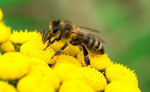 Quelle quantité de miel une abeille produit-elle au cours de sa vie ?