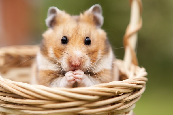 Quelle est la race de hamster la plus calme ?
