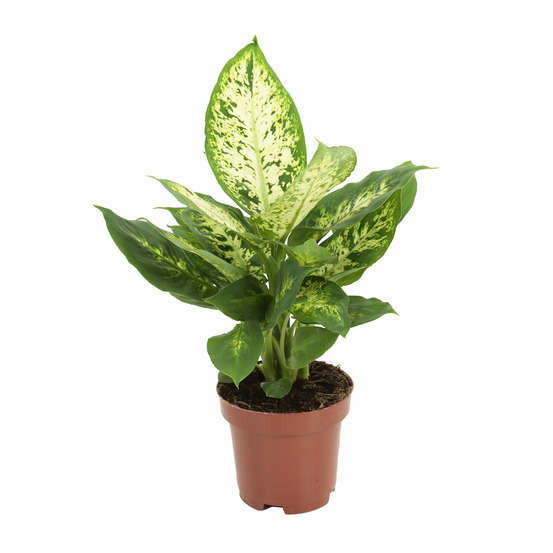 Donnez le nom usuel, le nom botanique et la famille de cette plante ?