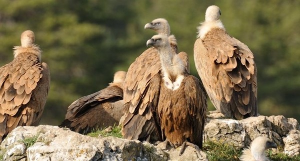 Comment s’appelle le vautour emblématique de la région ?