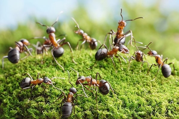 Quel est le record de longévité détenu par une reine chez la fourmi noire des jardins ?
