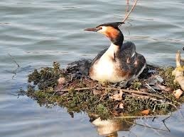 Quel oiseau palmipède a pour particularité de construire un nid flottant ?