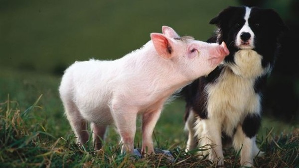 Quel film célèbre a pour héros un cochon qui parle aux autres animaux de la ferme ?