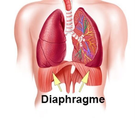 Qu'est-ce que le diaphragme ?