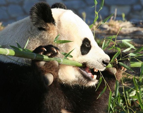Combien, les pandas géants, d'heures passent-ils à mastiquer le bambou ?
