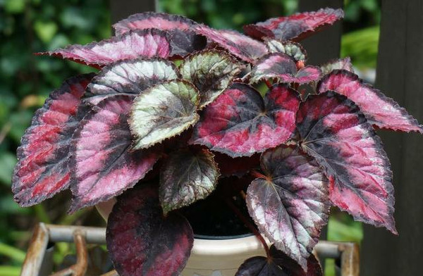 Donnez le nom usuel, le nom botanique et la famille de cette plante ?