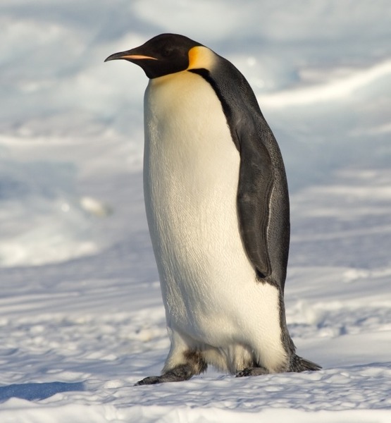 Manchot ou Pingouin ?