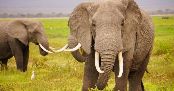 Seuls les éléphants mâles ont des défenses.