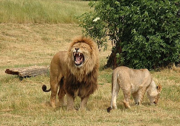 Où ne trouve-t-on à priori pas de lions d'Afrique ?