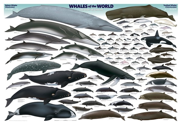 Parmi les espèces suivantes, laquelle/lesquelles n'est/ ne sont pas pas une/des baleine (s) ?