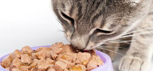 Si vous ne donnez pas de viande à un chat, que va-t-il se passer ?