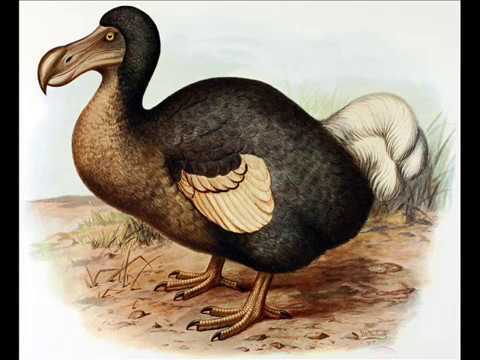 De quand date l'extinction du dodo ?