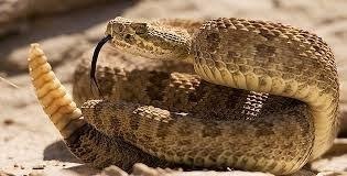 Chez le serpent à sonnettes, qu'est-ce qui fait du bruit ?