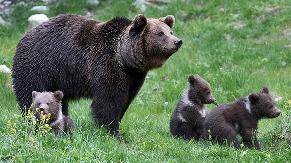 Dans quelle région a-t-on réintroduit des ours bruns en France ?