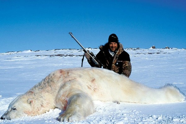 Il est interdit de chasser l'ours polaire dans le monde :