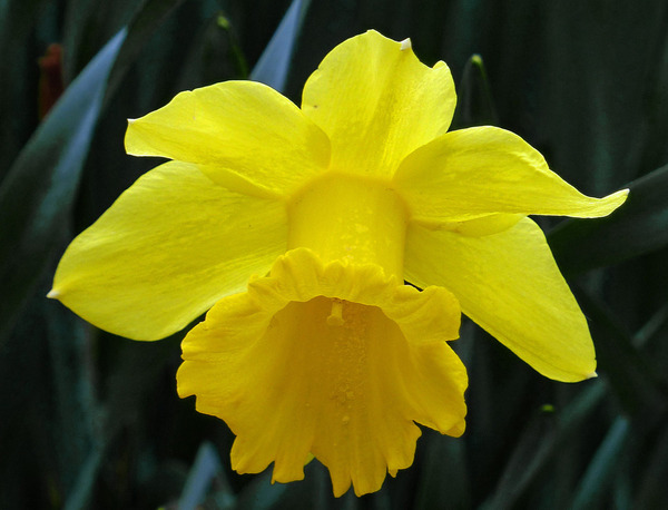Donnez le nom usuel, le nom botanique et la famille de cette fleur :