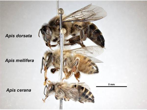 Branche de l'entomologie qui étudie les abeilles...