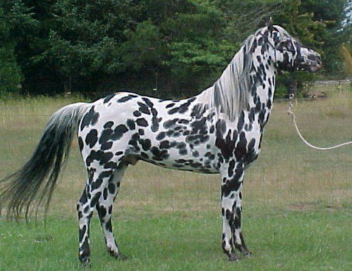 Quelle est la race de ce cheval ?