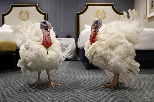 1.1 What's the name of the two pardoned turkey of 2018 ?