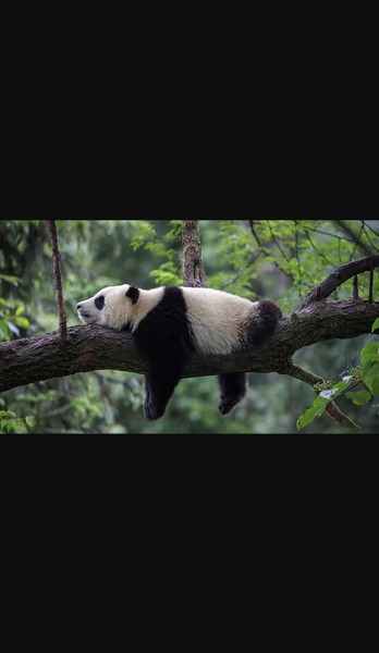 Le panda vit :
