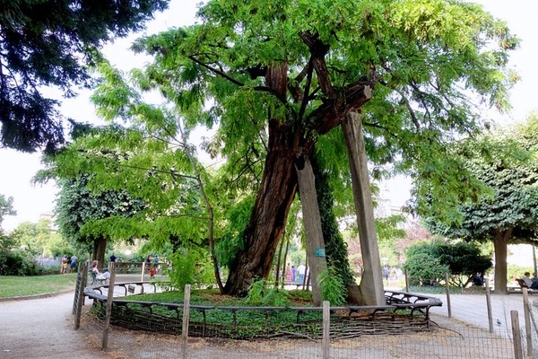 De quelle espèce est le plus vieil arbre de Paris ?