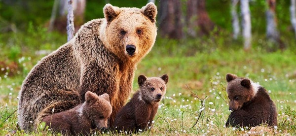 Dans quel massif montagneux de France a-t-on réintroduit des ours bruns ?