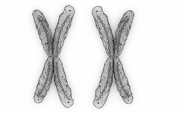 Qui possède généralement une paire de chromosomes sexuels XX ?